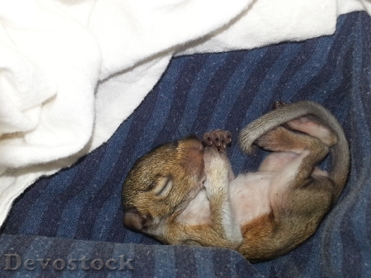 Devostock Devostock Baby Squirrel Newborn Squirrel