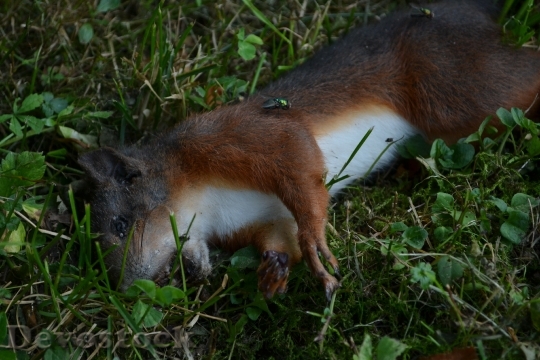 Devostock Devostock Dead Squirrel Squirrel Animal
