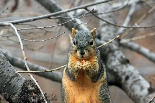Devostock Devostock Gfp Squirrel Eating Nut