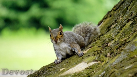 Devostock Devostock Grey Squirrel Wood Animal 0