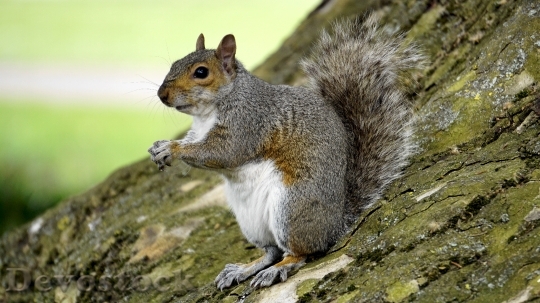 Devostock Devostock Grey Squirrel Wood Animal 1