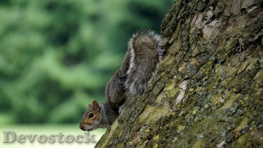 Devostock Devostock Grey Squirrel Wood Animal