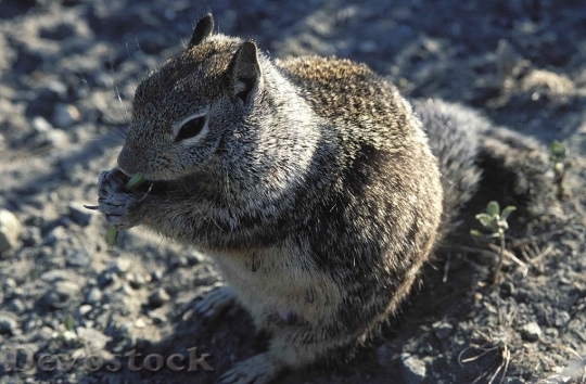 Devostock Devostock Ground Squirrel Mammal