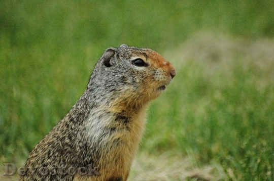 Devostock Devostock Ground Squirrel Squirrel Grass 1