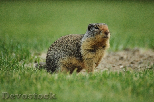 Devostock Devostock Ground Squirrel Squirrel Grass