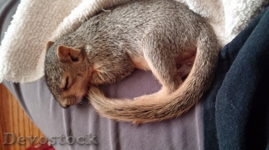 Devostock Devostock Sleeping Squirrel Squirrel Wildlife