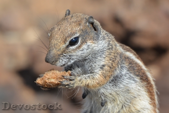 Devostock Devostock Squirrel Ground Squirrel Animal