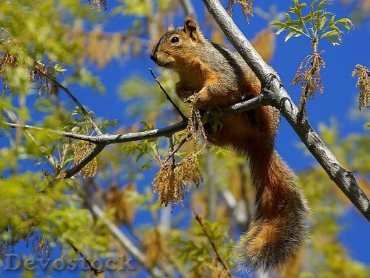 Devostock Devostock Squirrel In Trees