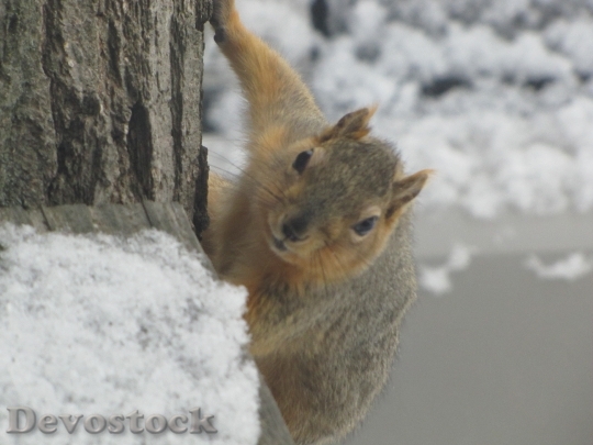 Devostock Devostock Squirrel On Tree 0