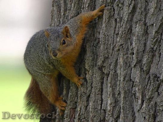 Devostock Devostock Squirrel On Tree