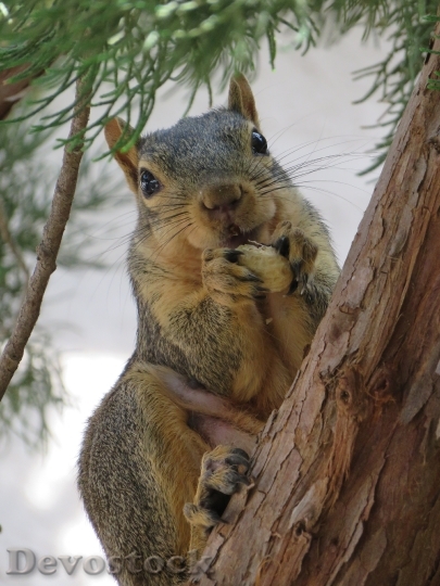 Devostock Devostock Squirrel Tree Squirrel Peanut