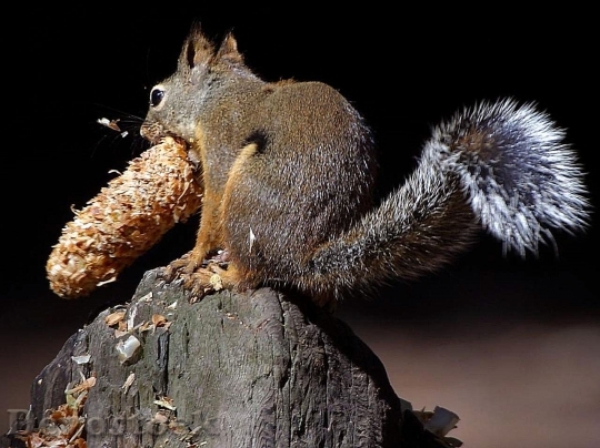 Devostock Devostock Squirrels Eating Tails Pinecones