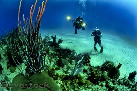 Devostock Divers Scuba Reef Underwater 37542.jpeg
