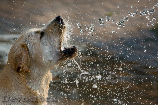 Devostock Dogs Yellow Labrador Retriever Animal Golden 160740.jpeg