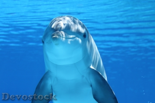 Devostock Dolphin Marine Mammals Water Sea 64219.jpeg