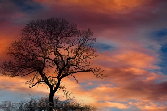 Devostock Dramatic Sky Clouds Tree