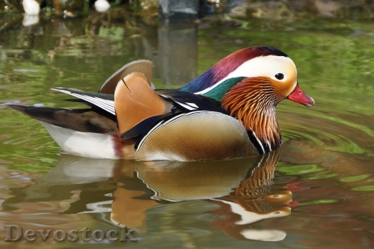 Devostock Duck Mandarin Ducks Aix Galericulata Duck Bird 85674.jpeg