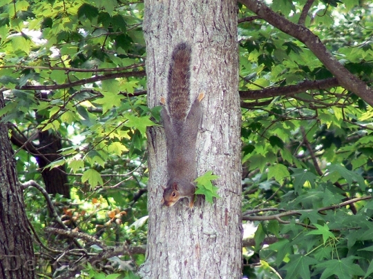 Devostock Eastern Gray Squirrel On