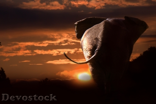 Devostock Elephant African 748288