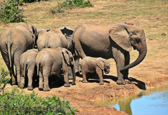 Devostock Elephant Animal Herd Of Elephants Elephant Family