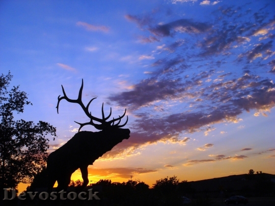 Devostock Elk Silhouette Colorful Sky