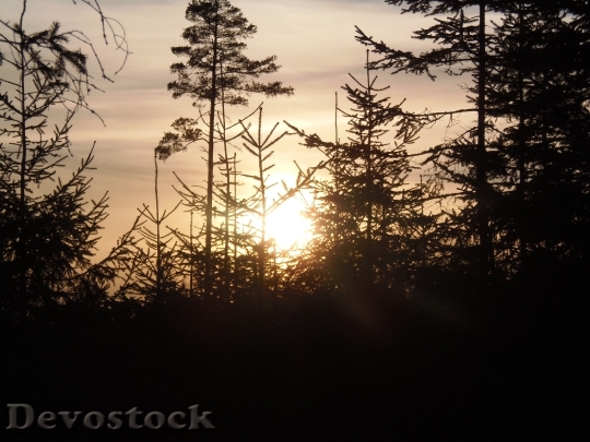 Devostock Evening Sunset Woods Forest