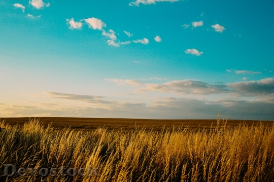 Devostock Field Countryside Country Wheat