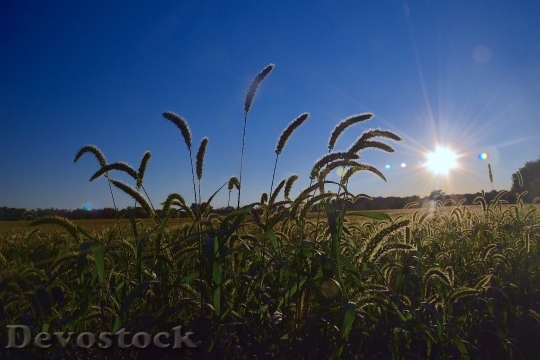Devostock Field Rural Sunset Landscape