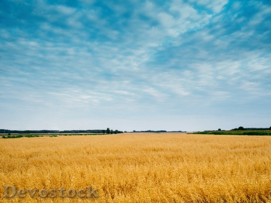 Devostock Field Sky Wheat Barley