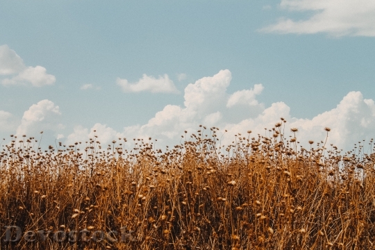 Devostock Field Wheat Sky Landscape