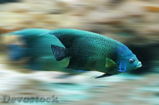 Devostock Fish Aquarium Speed Scale 40021.jpeg