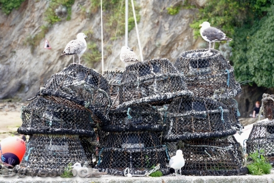 Devostock Fishing Nets Crabs Crabbing 0
