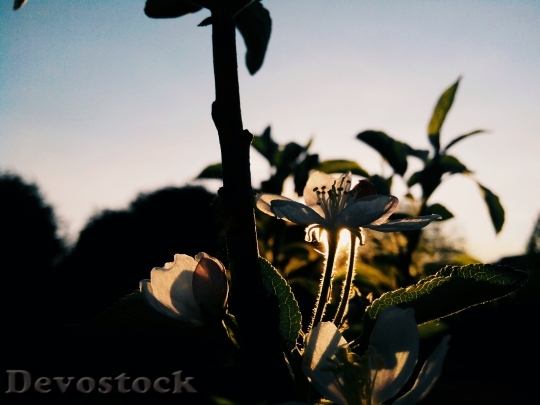 Devostock Flower Apple Tree Bloom
