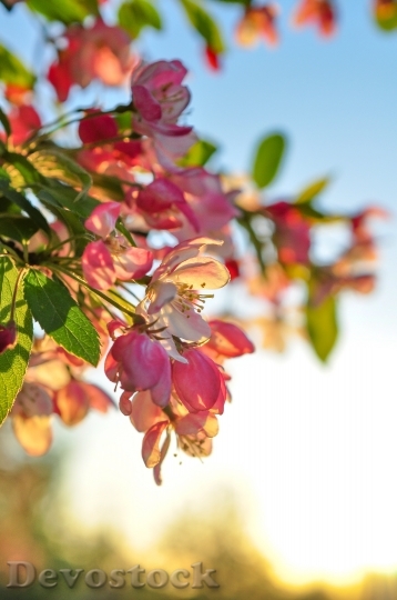 Devostock Flower Light Blossom Tree