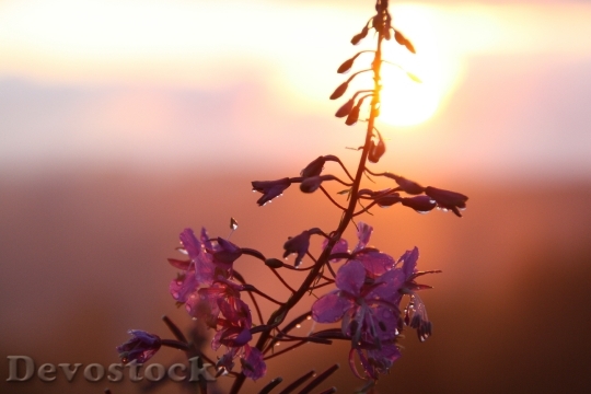 Devostock Flowers Nature Plant Sunset