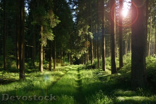 Devostock Forest Forest Path Sun
