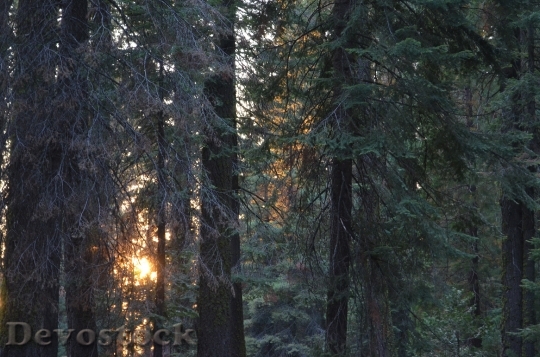 Devostock Forest Sunset Coniferous Forest