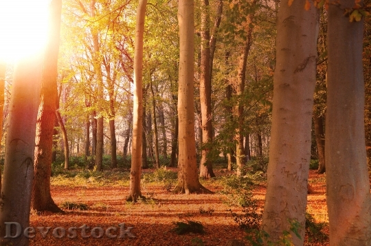 Devostock Forest Trees Nature Landscape
