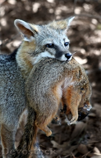 Devostock Fox Squirrel Hunting Wild