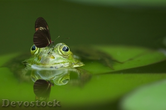 Devostock Frog Butterfly Pond Mirroring 45863.jpeg