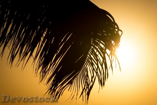 Devostock Frond Palm Tree Sun