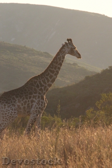 Devostock Giraffe Africa Nature Wildlife 0