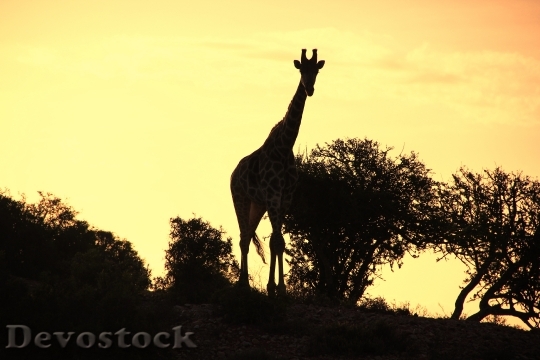 Devostock Giraffe Sunset Nature Shots