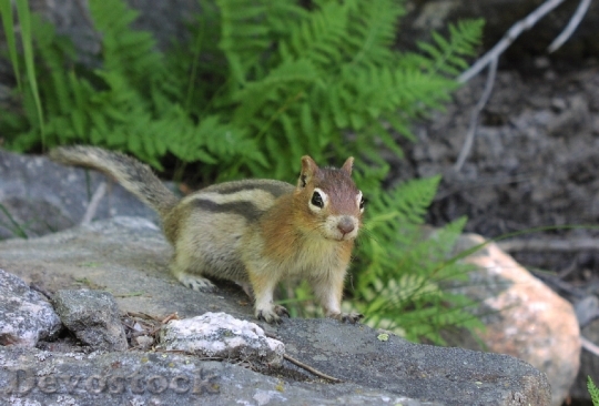 Devostock Golden Mantled Ground Squirrel 2