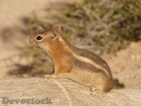 Devostock Golden Mantled Ground Squirrel