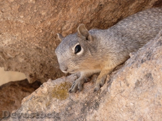 Devostock Gopher Ground Squirrel Animal