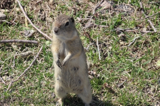 Devostock Gopher Richardson Ground Squirrel
