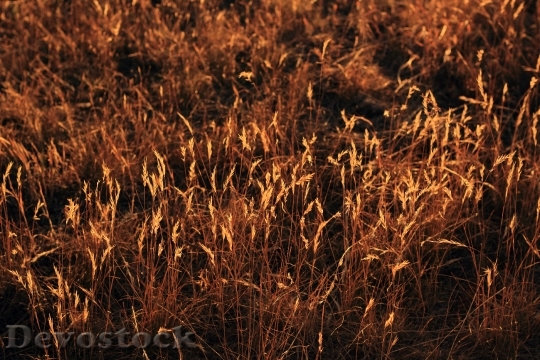 Devostock Grass Afternoon Sunset Nature