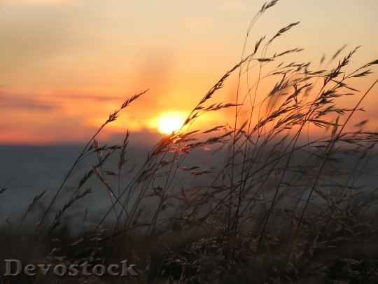 Devostock Grass In Sunset Sun