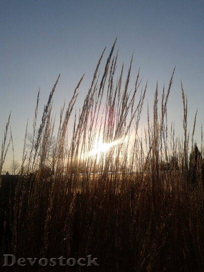Devostock Grass Sun Nature Summer 1